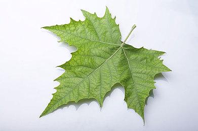 《妖精的尾巴2》全新预告 激烈战斗画面展示